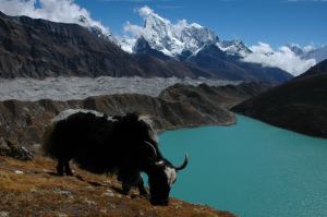 Yak - Lac Gokyo